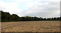 View south alongside woodland-field boundary in NR29 5ED