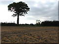 Looking west across stubble in NR29 5ED