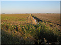 Ditch near Ladyseat Farm in PE7 3PR