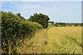 Footpath along field edge in IP9 1BT