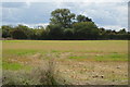 Field by Holbrook Creek in IP9 2RJ
