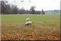 Sheep at Stowe House in MK18 5EE