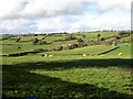 Sheep and cattle near Tyn-y-celyn in SY21 0DG