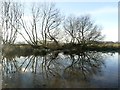 Trees reflected in a flooded field in NG22 9LD