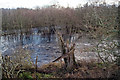 View to a flooded island in the River Conon in Dingwall and Seaforth Ward