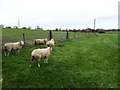 Sheep south of Stonywell in WS15 4QS