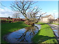 Winter tree reflected, Plusterwine Farm, Woolaston in GL15 6PN