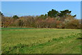 Field west of Peel Common in PO13 9GA