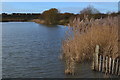 Reeds on the edge of Noah Lake in PO13 9PA