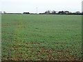 Footpath crossing a field of winter cereals in SN16 9SP