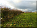 Hedge at the edge of a field in LS19 7ZA