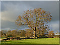 Solitary tree near Home Farm in LS19 7ZA