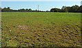 Pasture by Crownley Lane in TQ9 6TF