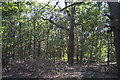 Woodland, Stanmore Country Park in HA7 4PT