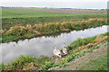 Young swans by Soham Lode in East Cambridgeshire District