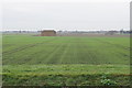 Emerging crop on Sedge Fen in East Cambridgeshire District