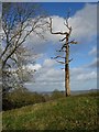Dead tree on Oyster Hill in HR8 1JQ