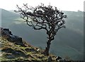 Gnarled and windblown hawthorn tree in Highlow