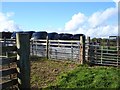 Silage bales and sheep pens in SY21 0DB