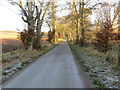 Tree-lined minor road near to Hallrule Farm in TD9 8JF