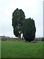 Trees at St. Peter & St. Paul Church (Stoke Lacy) in HR7 4HH