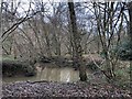 Stream in Slong Hanger in GU28 9EZ