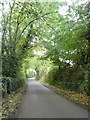 Road in a leafy tunnel, near Polsue in TR2 5LR