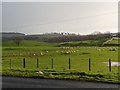 Sheep Farming next to Upper Auchenreoch in Castle Douglas and Crocketford Ward