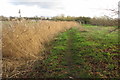 Rushes by the path in MK42 0SB