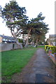 Footpath by the pines in MK42 8BP