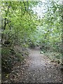 Footpath in Namphillows Wood in TR3 6RD