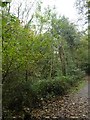 Trees in valley of Namphillows Wood in TR3 6RD
