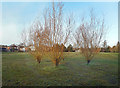 Trees in Browning Road Park in OX16 0LE
