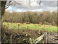 Cattle near River Park Farm in GU28 9BB