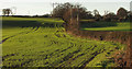 Winter crops by Moor Lane in HG3 3QX