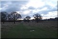 Deer in Petworth Park in GU28 9LT