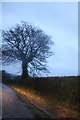 Tree on Bighton Road, West End in GU34 5PX
