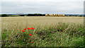 Poppies & view towards Willington Power Station from field path S of Ingleby in DE73 7GL
