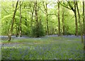 Bluebells in Remenham Wood in RG9 3EU