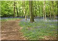Path through Remenham Woods in RG9 3EU