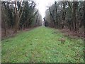 Looking along forest ride in Bedingfeld Ward