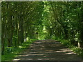 Tree lined path at Grafham Water in Grafham