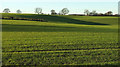 Farmland near Burton Grange in HG3 3QX