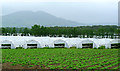 Blacketyside polytunnels. by Leven, Fife in KY8 5NL