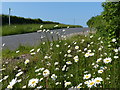 Ox-eye daisies near Manor Lodge Farm in PE28 5RG