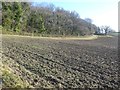 Dick's Copse and the ploughed field to its south in TA3 5RW