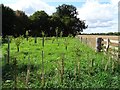 Tree saplings beside the A433 in GL8 8RZ