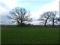 Bare trees in the corner of a  field, Orchard Portman in TA3 7BQ
