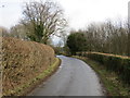 Hedge enclosed Nidd Lane approaching Nidd in HG3 3BL