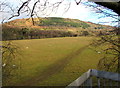 Sheep in a riverbank field near Glangrwyney in NP8 1EN